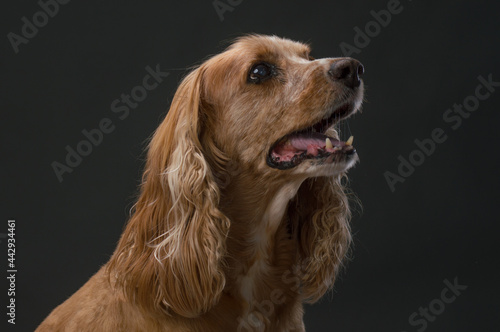 Cocker Spaniel