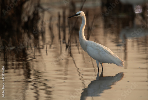 Canvas Print Little Egret at Asker marsh, Bahrain