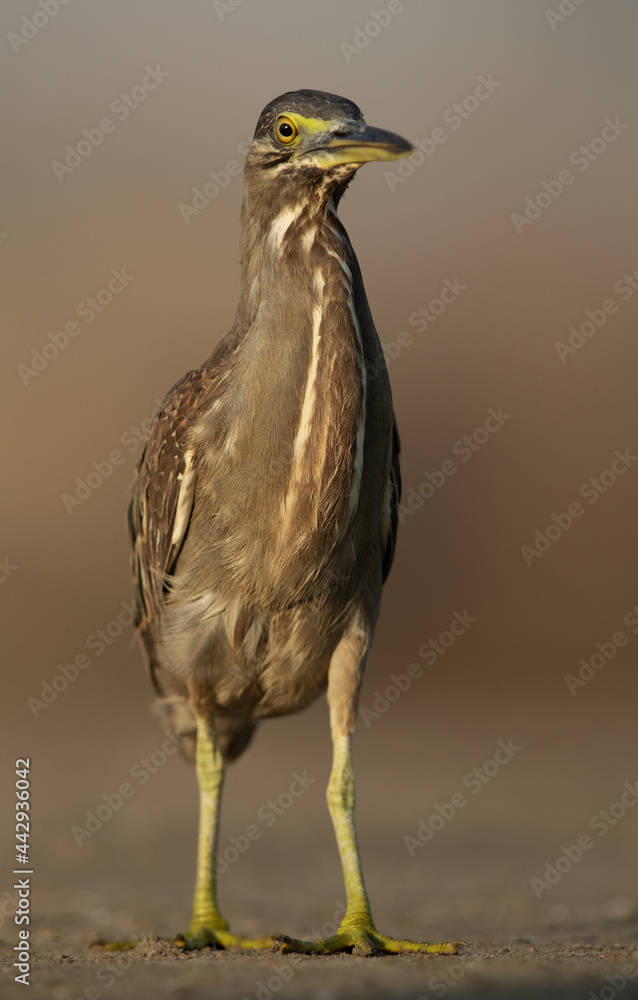Striated Heron at Asker marsh of Bahrain Striated Heron at Asker marsh of Bahrain