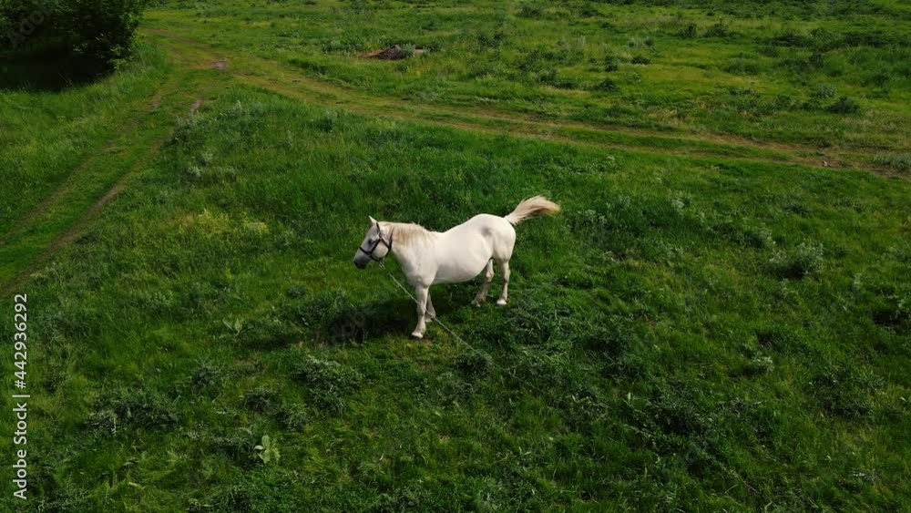 white horse grazes on the lawn. aerial shooting white horse grazes on the lawn. aerial shooting