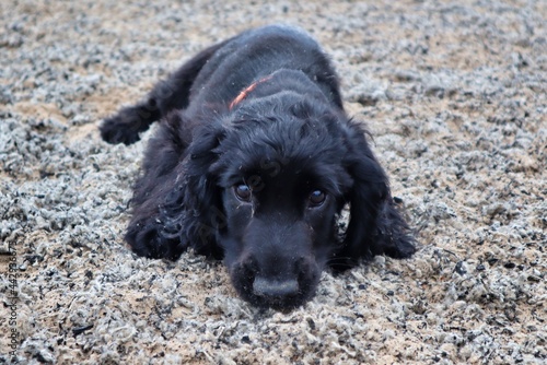 Tapety artystyczne black working cocker spaniel puppy 