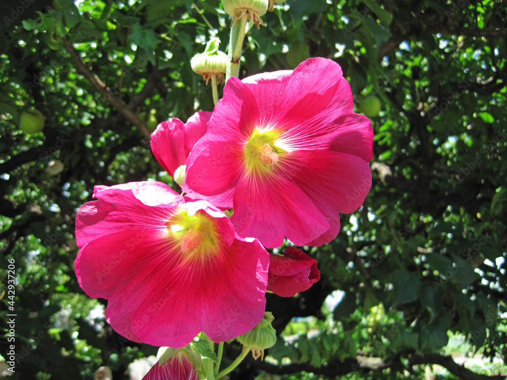 Bright pink standing hollyhock flower