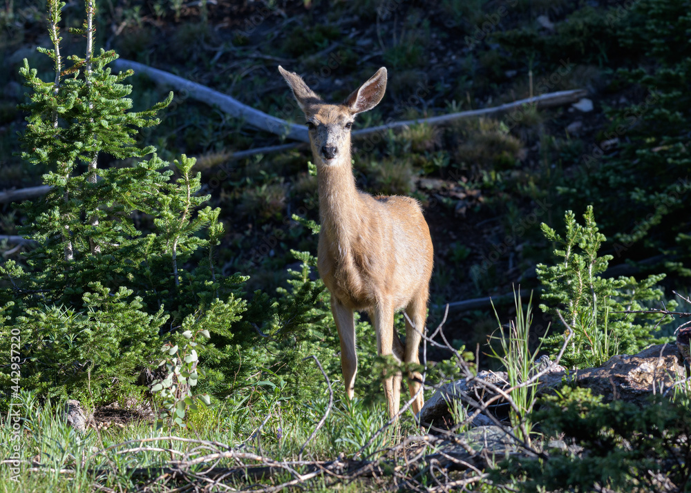 Colorado Wildlife. Wild Mule Deer Doe in the Rocky Mountains of Colorado Colorado Wildlife. Wild Mule Deer Doe in the Rocky Mountains of Colorado