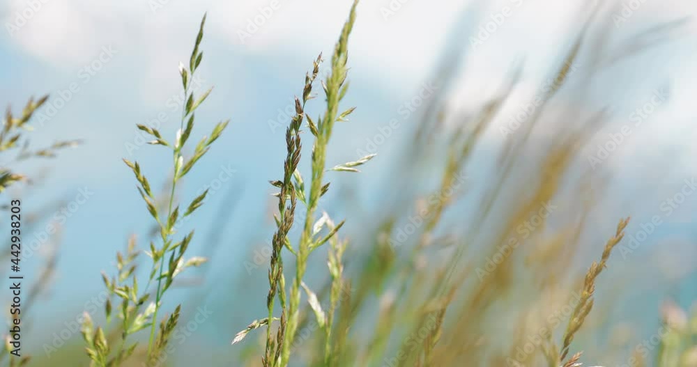 Beautiful Field Of Green Wheat Grass. Closeup, Shallow Dof. Beautiful Field Of Green Wheat Grass. Closeup, Shallow Dof.