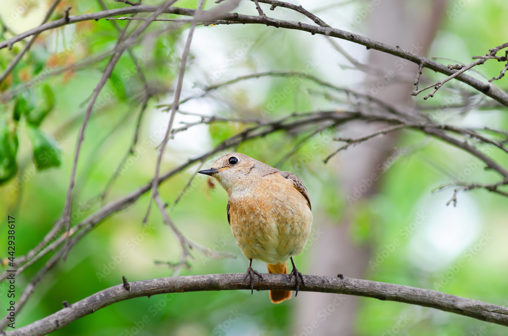 Fototapeta premium A garden redstart sits on a tree branch. Selective focus