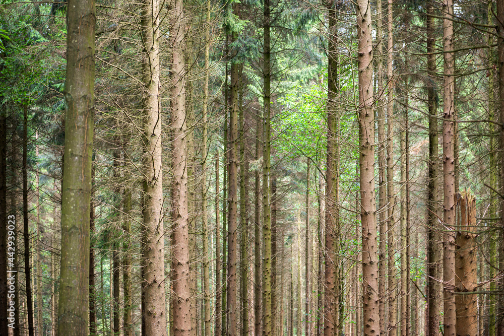 Forest with trunks of coniferous trees as background photo. Forest with trunks of coniferous trees as background photo.