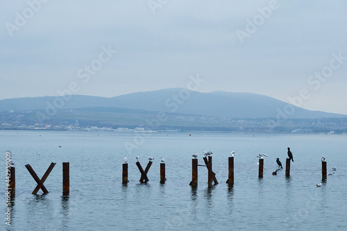 The image of a cormorant and seagulls sitting on stilts. © PhotoBetulo