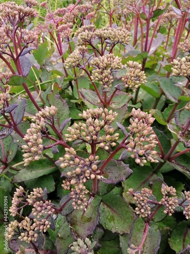 Sedum Black Jack or Hylotelephium spectabile inflorescences with red stems and green leaves close up. floral wallpaper photo