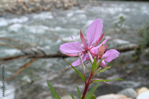 The flower on the shore of a mountain river.