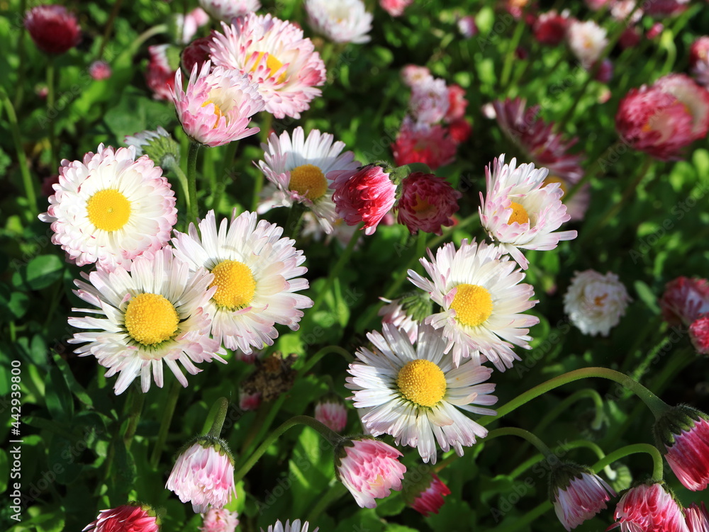 Fototapeta premium Image of spring flowers. Wild asters.