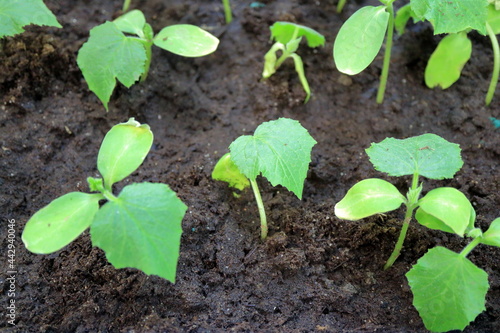 Young shoots of vegetables on the ground.
