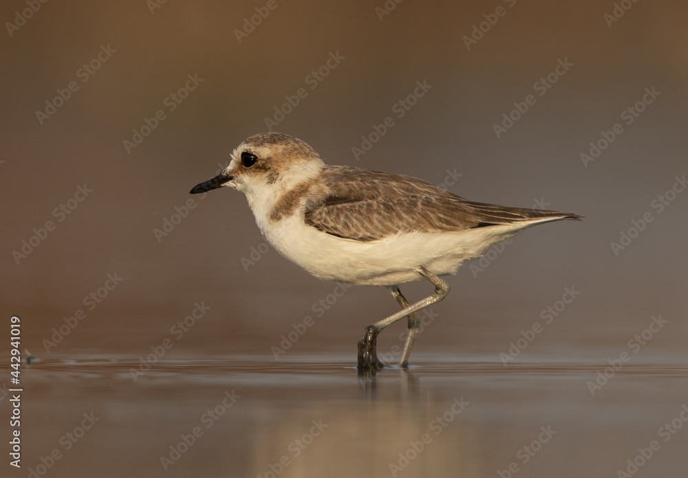 Closeup of Kentish Plover at Asker Marsh, Bahrain Closeup of Kentish Plover at Asker Marsh, Bahrain