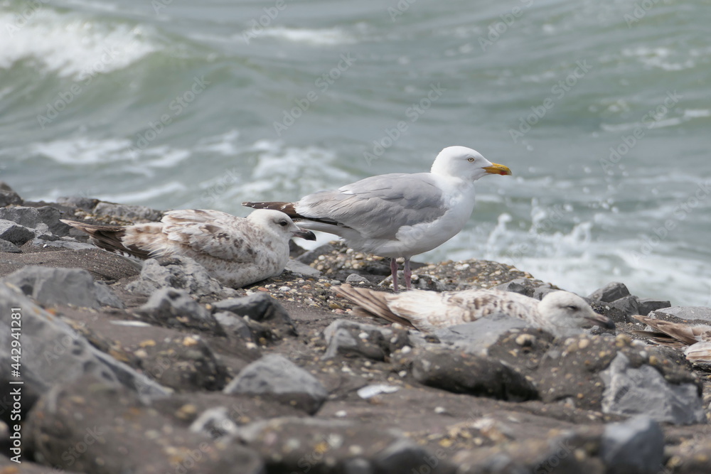 A colony of European herring gulls  (Larus argentatus) resting on a rocky coastal embankment with waves breaking on the sea in the background. Juveniles and an adult bird.