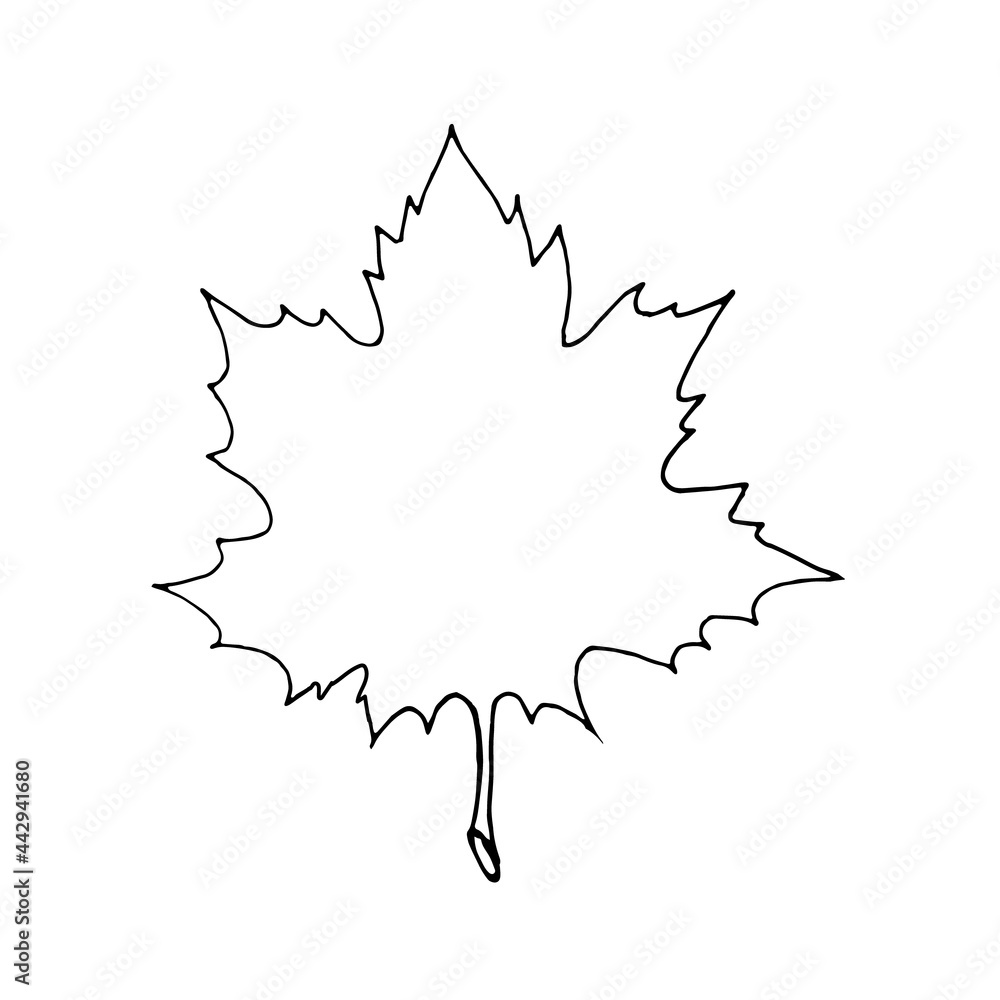 The silhouette of a maple leaf on a white background.Vector illustration in the doodle style.Maple leaf can be used in autumn designs,textiles, postcards.