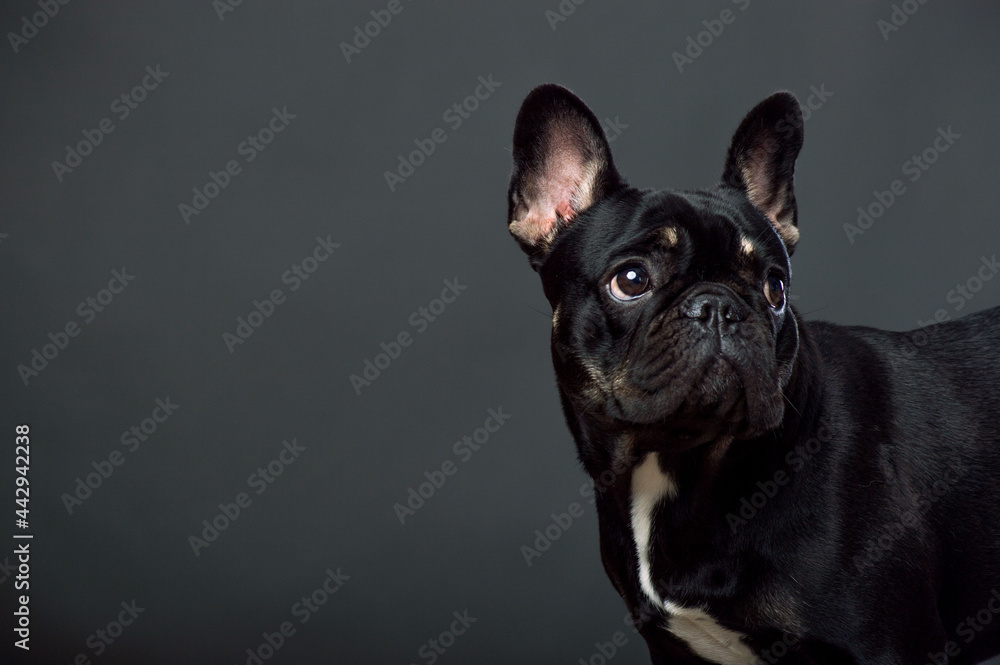 Black French Bulldog Black French Bulldog