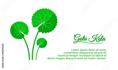 Vector illustration, Gotu kola or Centella asiatica, isolated on white background, medicinal plant in ayurvedic medicine. photo