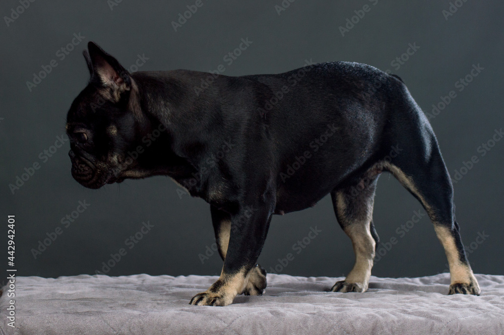 Fototapeta premium Black French Bulldog