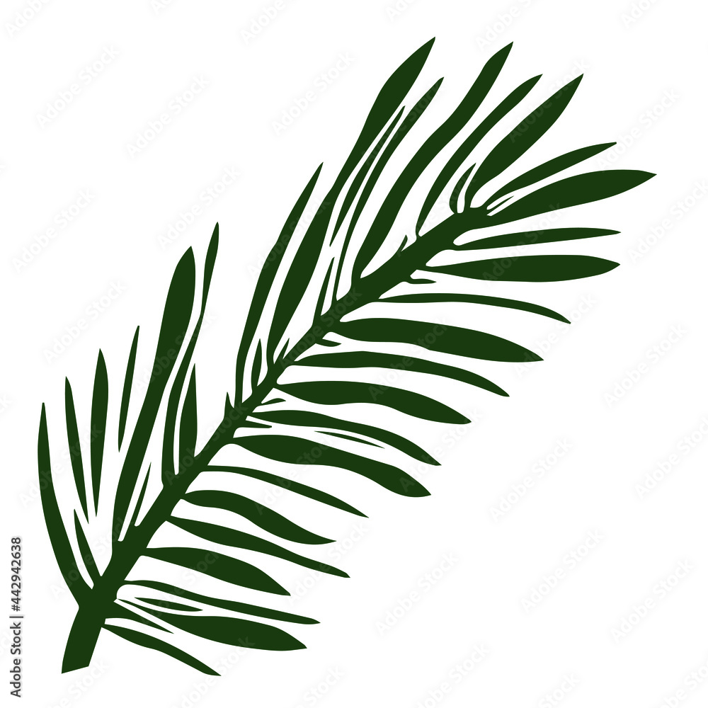 Palm leaf element in green on white background. Tropical series Palm leaf element in green on white background. Tropical series