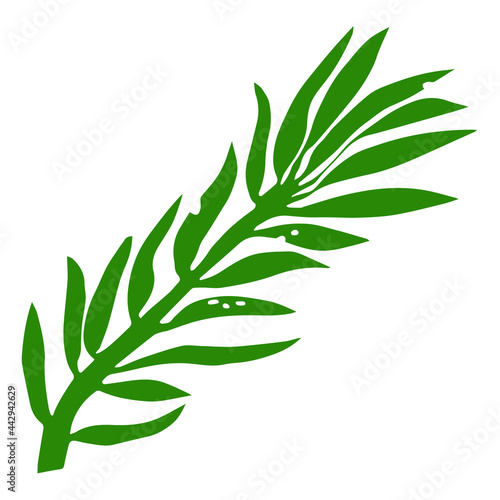 Tropical plant leaf of fern isolated icon in green on white background. Tropical series