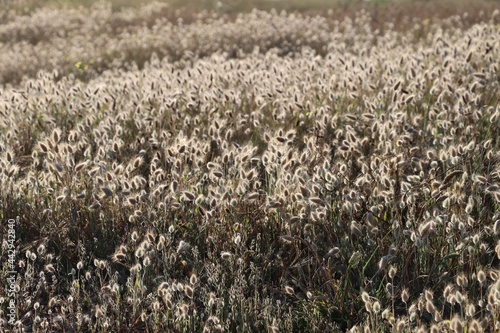 field of lagurus ovatus in Brittany  © Sophie BENARD