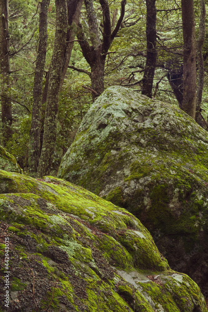 Moss covered rocks lush green forest