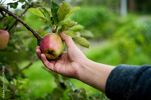 Hand taking an apple from the tree.