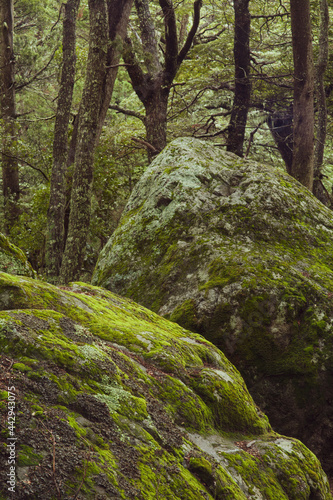 Moss covered rocks lush green forest