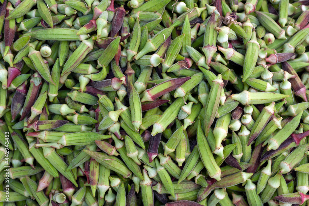 Raw okra, gumbo. Raw okra, gumbo.