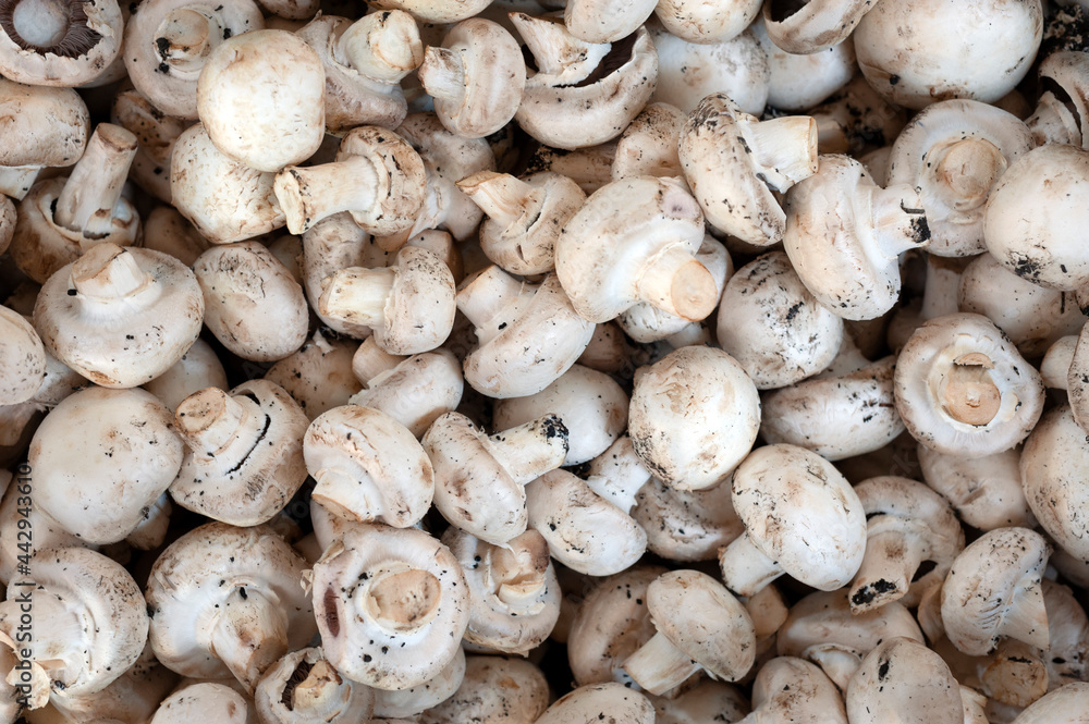 Fototapeta premium Raw white mushroom.