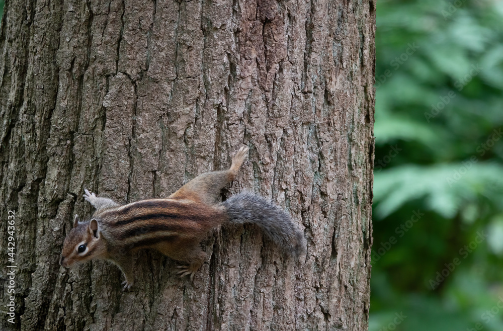 Obraz premium a seberian ground squirrel in holland