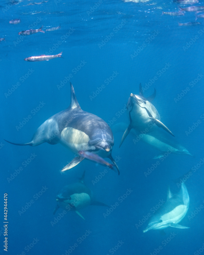 Fototapeta premium The long-beaked common dolphin (Delphinus capensis) pod hunting sardines during South Africa's sardine run.