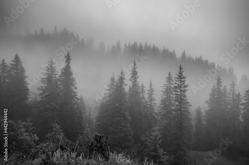 misty forest (Vorarlberg, Austria) © Franziska Brueckmann