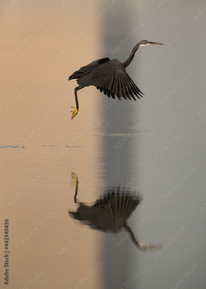 Obraz premium Dramatic reflection of Western reef heron fishing at Busaiteen coast, Bahrain