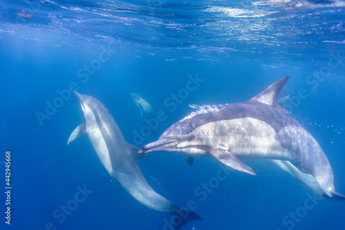 The long-beaked common dolphin (Delphinus capensis) pod hunting sardines during South Africa's sardine run. © Janos