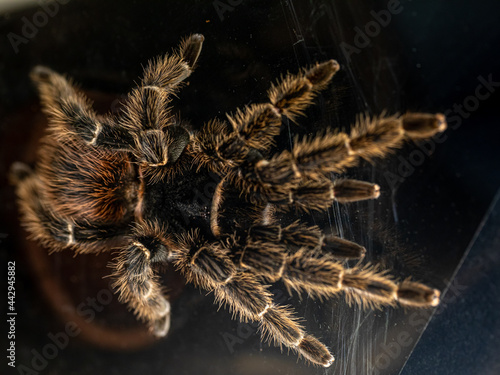 Close up of a female bahia scarlet tarantula (lasiodora klugi) in captivity, terrarium. Top view, horizontal