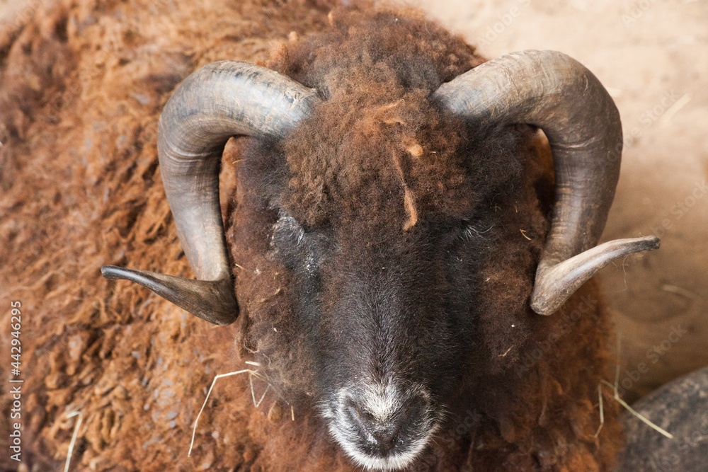 Fototapeta premium Sheep with horns