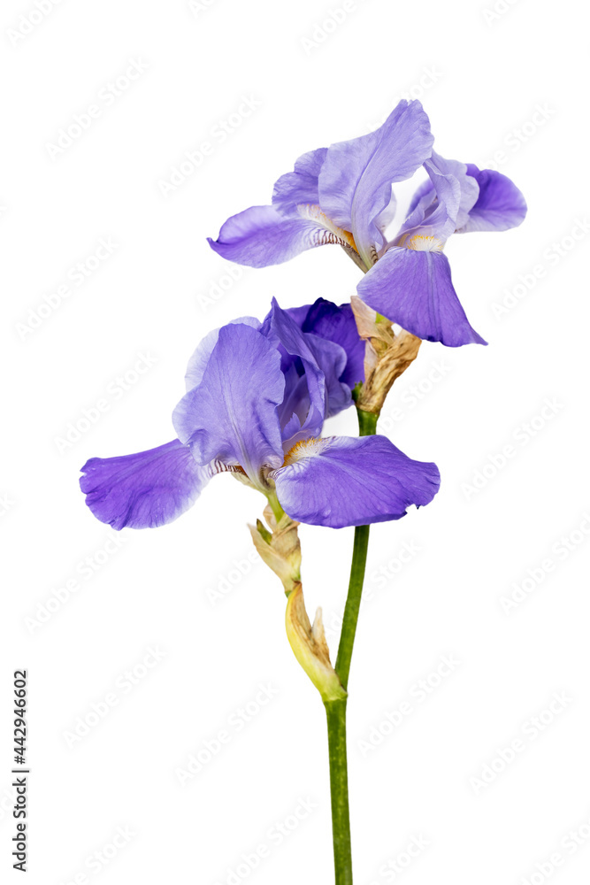 Blue iris flower on a white background. Place for your text. Layout. Vertical. Isolated