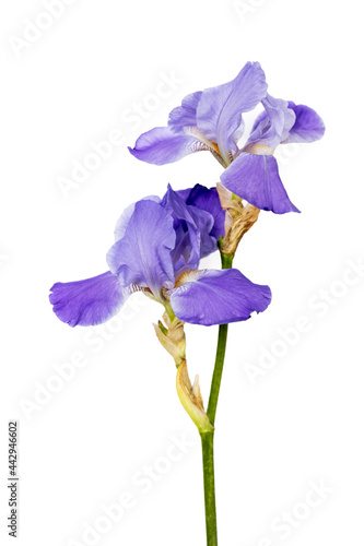 Blue iris flower on a white background. Place for your text. Layout. Vertical. Isolated