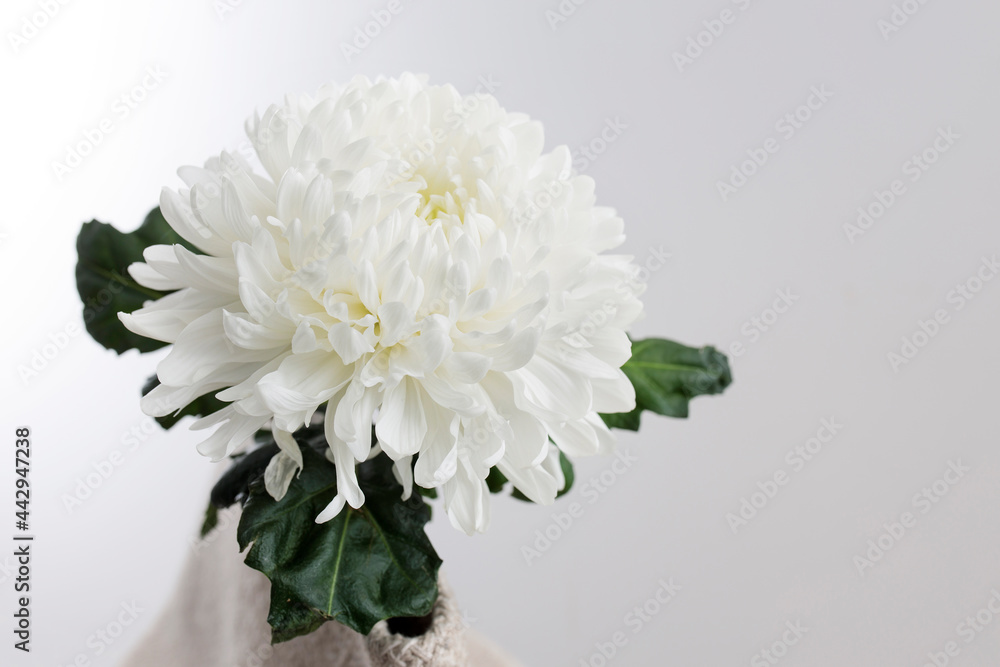 Large white chrysanthemum is on a grey background.