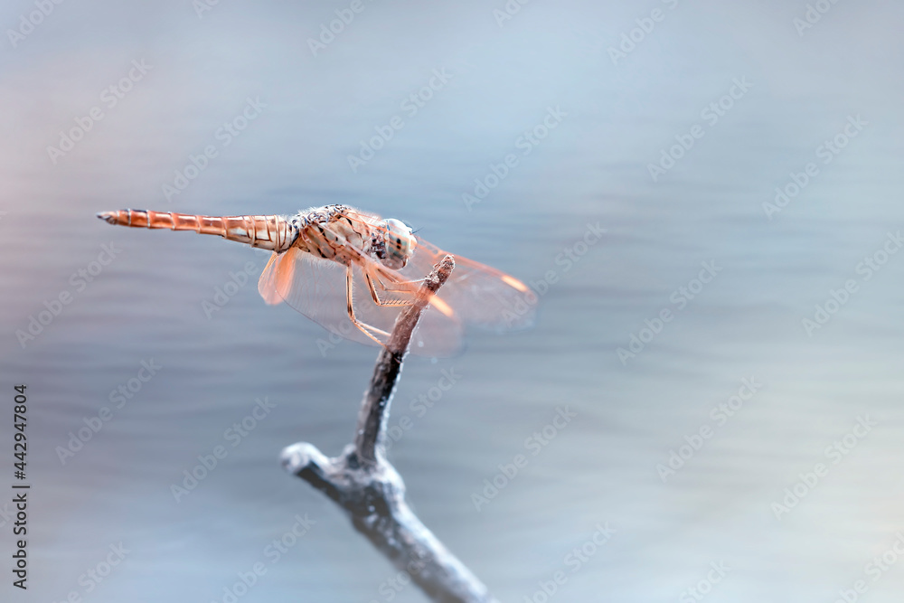 Amazing shape of dragonfly from all angle with colorful background for beautiful macro photography images collection