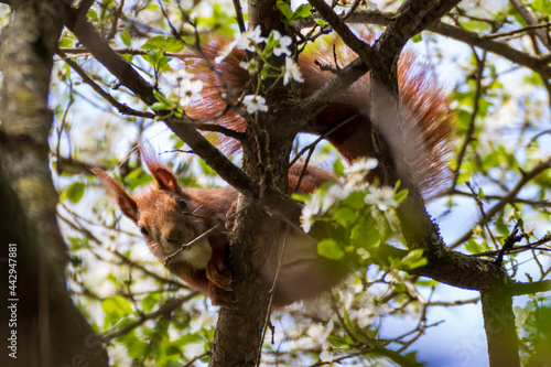 Eichhörnchen auf Baum schaut nach unten