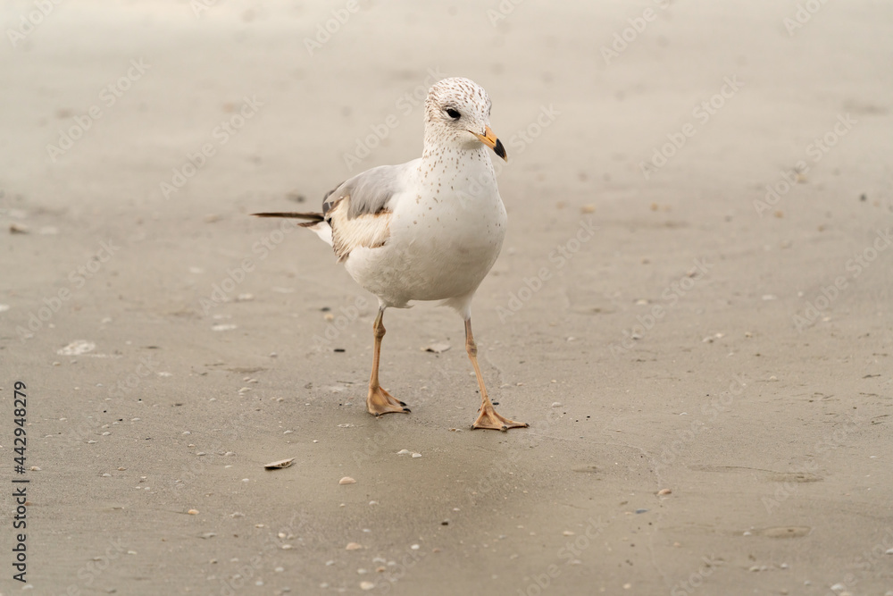 Seagull foraging on sand on Jekyll Beach in Georgia. Seagull foraging on sand on Jekyll Beach in Georgia.