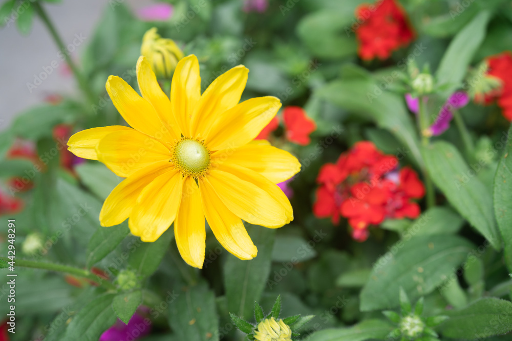 Fototapeta premium Rudbeckia on a sunny day in Ontario Canada
