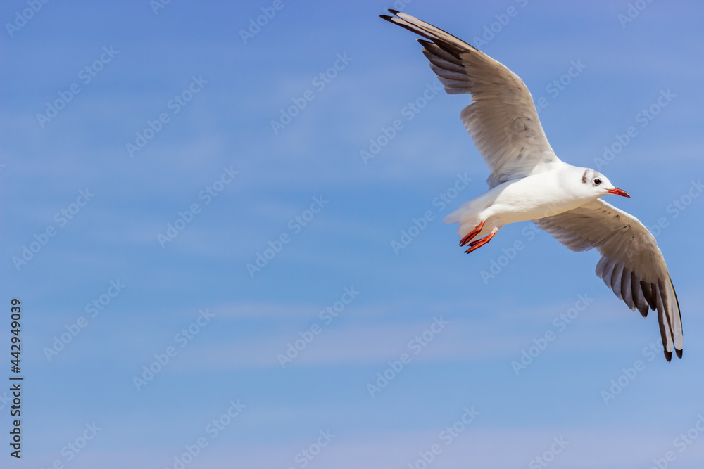 Fototapeta premium Möwe im Flug mit Meerpanorama