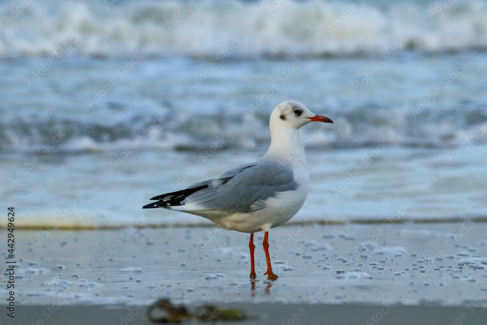 Möwe steht im Sand mit Meerpanorama Möwe steht im Sand mit Meerpanorama