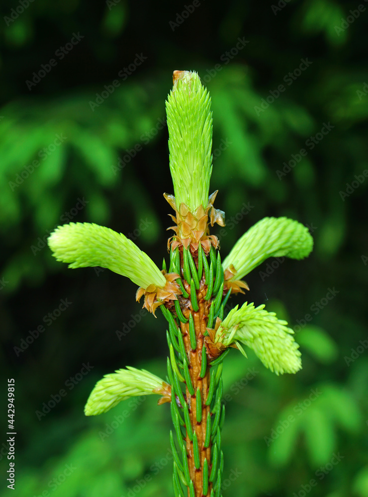 Gemeine Fichte, picea abies, spruce, junge Triebspitzen