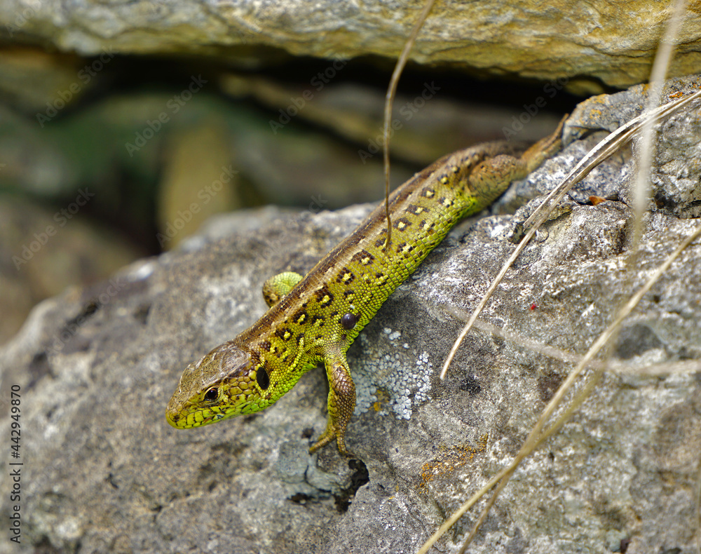Zauneidechse, Lacerta agilis, sand lizard Zauneidechse, Lacerta agilis, sand lizard