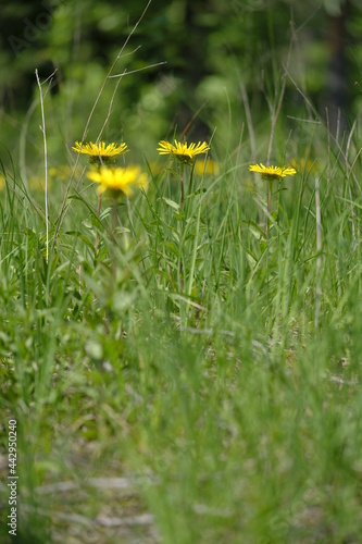 Rauer Alant, Rauhaariger Alant, Pentanema hirtum photo