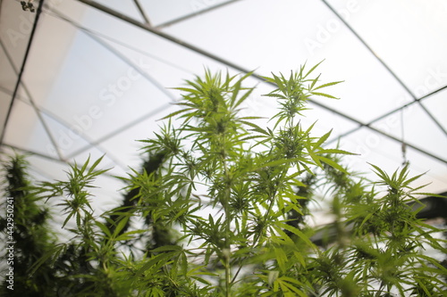 Legally grown cannabis plants selective focus