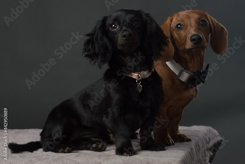 Photography Male and Female Dachshund dogs